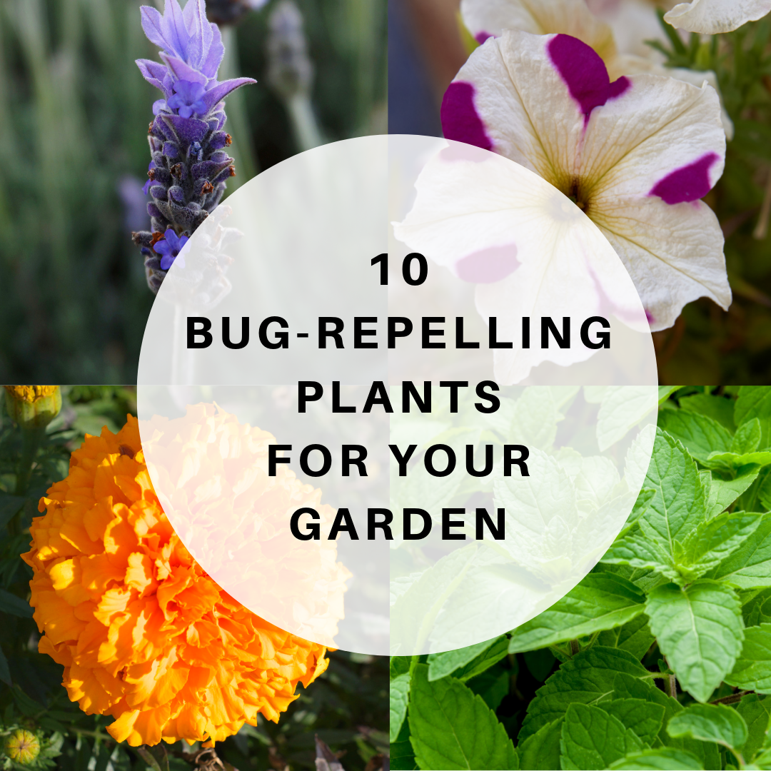 10 bug-repelling plants for your garden