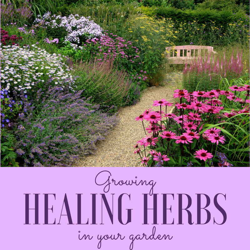 Growing healing herbs in your garden