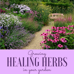 Growing healing herbs in your garden