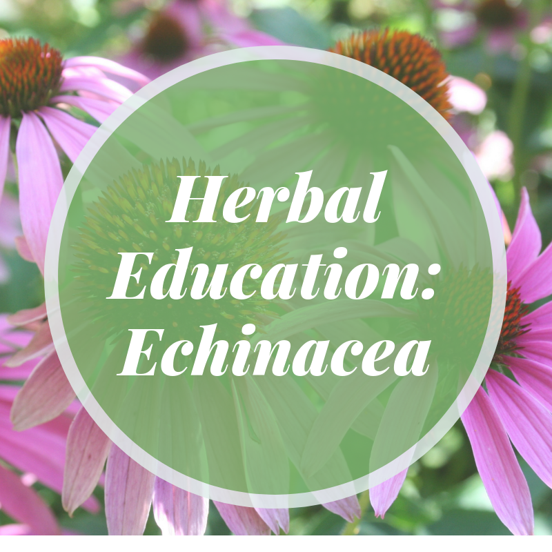 Herbal Education: Echinacea