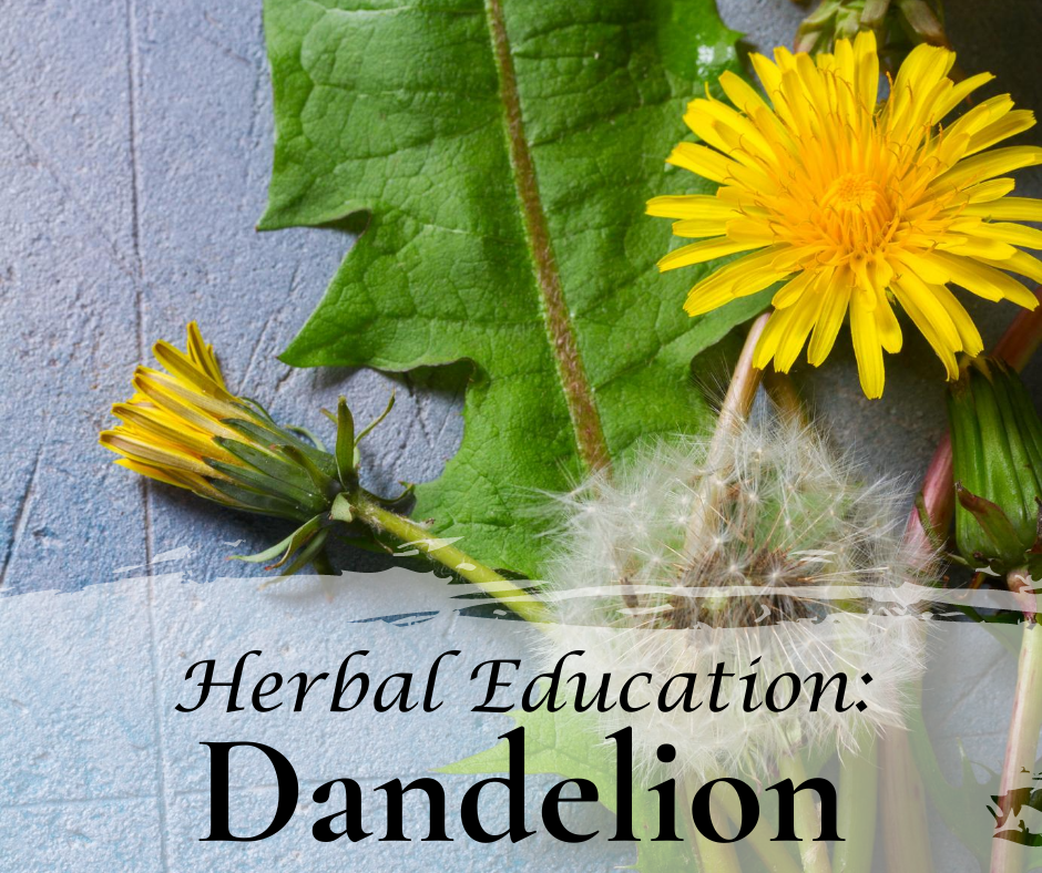 Herbal Education: Dandelion