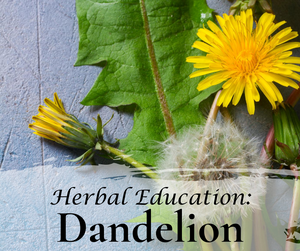 Herbal Education: Dandelion